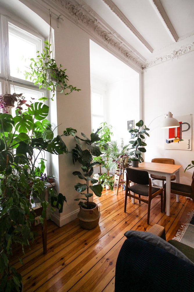 mes-astuces-plantes-interieur-1